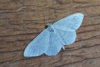 Asthena albulata