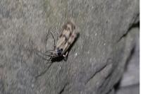 Homoeosoma sinuella