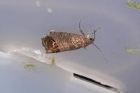 Cydia pomonella