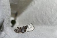 Hedya nubiferana