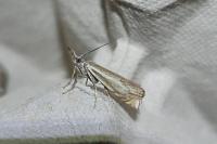 Crambus lathoniellus