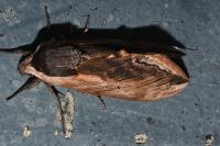 Sphinx ligustri