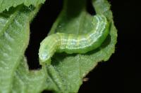Operophtera brumata