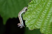 Erannis defoliaria