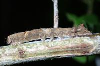 Allophyes oxyacanthae