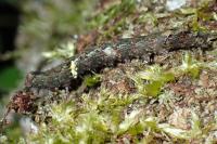 Allophyes oxyacanthae
