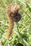 Malacosoma castrense