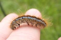 Malacosoma castrense