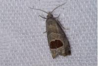 Notocelia uddmanniana