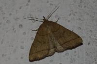 Herminia tarsipennalis