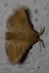 Malacosoma neustria