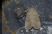Hoplodrina ambigua/blanda