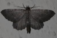 Philereme vetulata