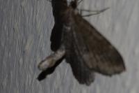 Philereme vetulata