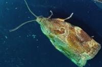 Archips xylosteana