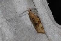 Pandemis cerasana