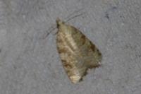 Aleimma loeflingiana