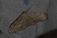 Idaea aversata