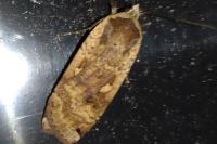 Noctua pronuba