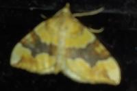 Cidaria fulvata