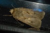 Agrotis exclamationis exclamationis