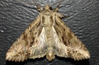Apamea monoglypha monoglypha
