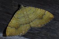 Camptogramma bilineata