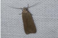 Acompsia cinerella