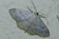 Idaea biselata