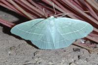 Hemistola chrysoprasaria