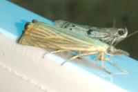 Chrysoteuchia culmella
