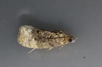 Hedya nubiferana