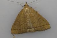 Herminia tarsipennalis