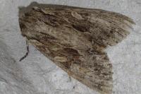 Apamea monoglypha monoglypha