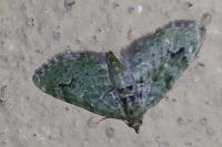 Chloroclystis v-ata