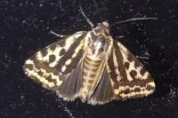 Emmelia trabealis