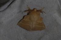 Malacosoma neustria