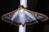 Cydalima perspectalis