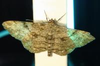 Peribatodes rhomboidaria rhomboidaria