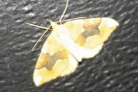 Cidaria fulvata
