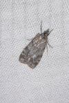 Scoparia ambigualis