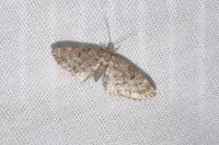 Eupithecia tantillaria