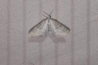 Perizoma albulata