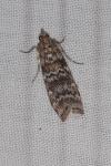 Dioryctria abietella