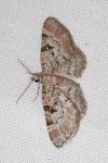 Eupithecia abietaria