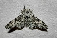 Biston betularia