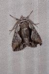 Calliergis ramosa