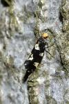 Triaxomera fulvimitrella