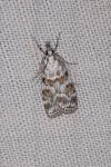 Scoparia pyralella