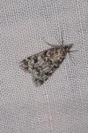 Eudonia truncicolella